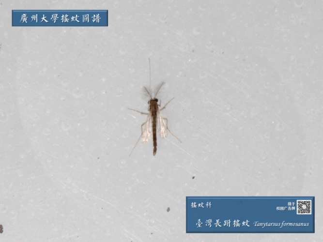 广州大学摇蚊图谱