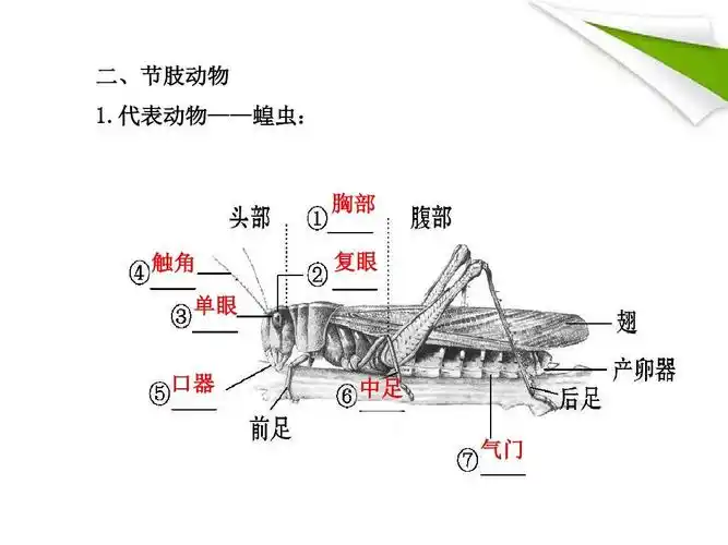 20162017年新人教版初中初二八年级生物上册体动物和