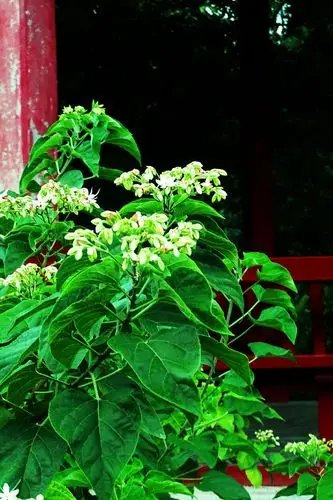 海州常山花,不知道海州人常山人怎么看此花