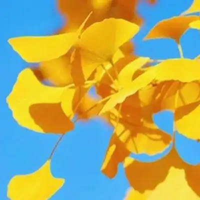 你喜欢银杏树吗