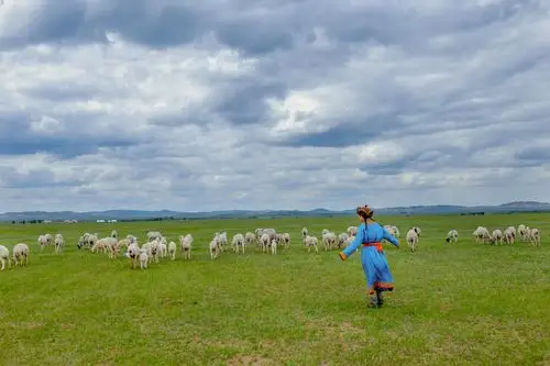 是她的倩影 在蓝天上自由地徜徉 清风徐徐 是她的牧羊曲 在草原上激情