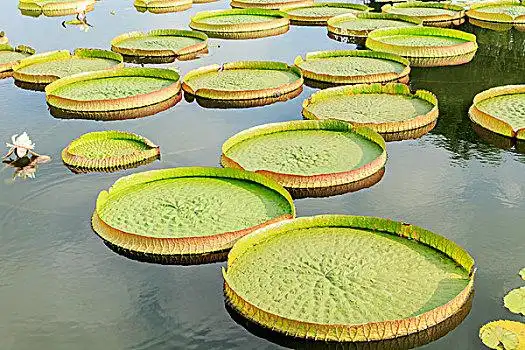 荷叶,霸王莲,睡莲,景色,特写