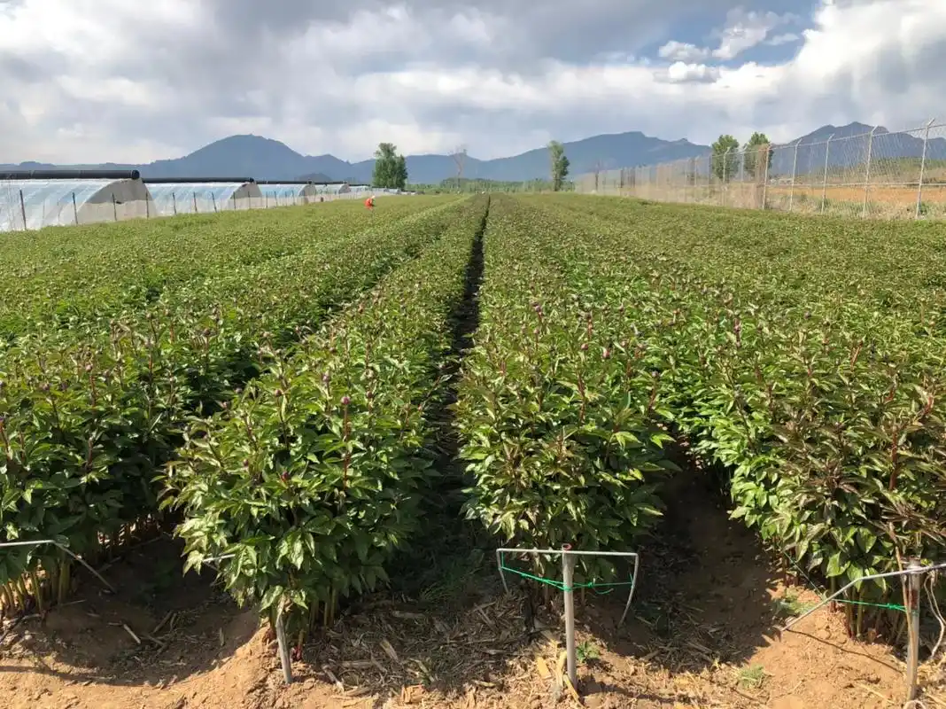 现代农业,芍药基地,采用,进口种苗,培育欧花标准 - 抖音