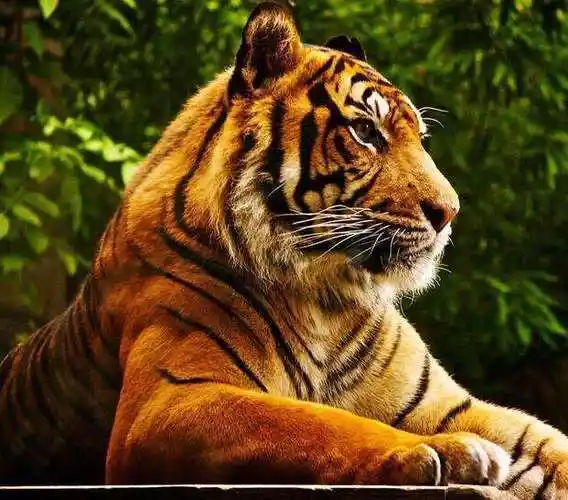 刻在基因里的恐惧_美洲狮_猛兽_因为