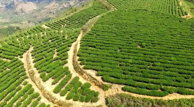 航拍龙涓乡印象举源生态有机茶园