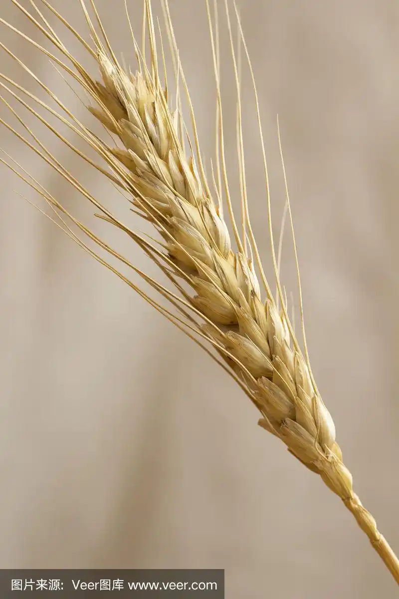 一粒小麦.前视图.特写镜头