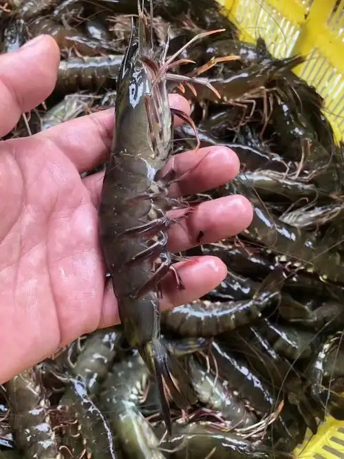 【野生黑虎虾/草虾】9393  很大满足习惯肉欲感的你最肥最饱满的