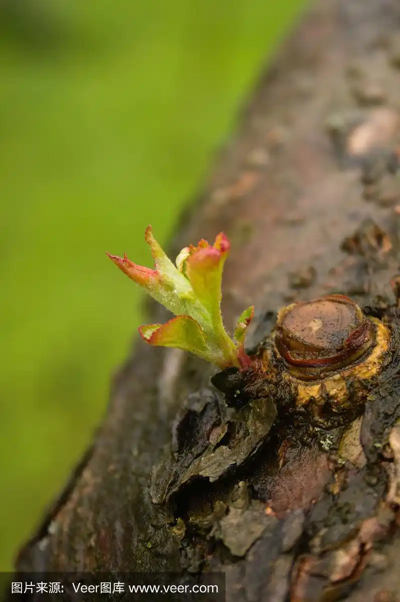 年轻的绿苹果树发芽了