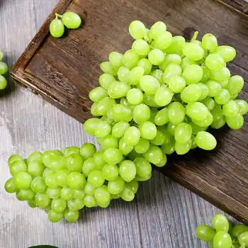 新疆马奶提 新鲜吐鲁番无籽白葡萄孕妇水果无核青提子 5斤