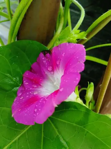 田园浅粉色牵牛花儿.(3)