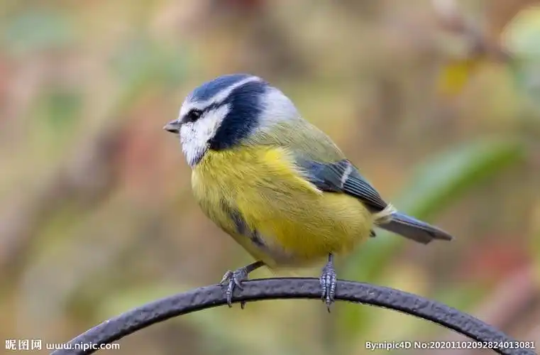 麻雀鸟蓝麻雀图片