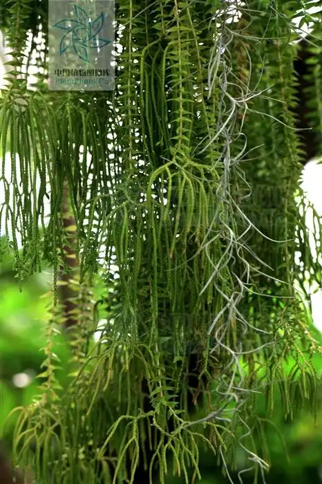 phlegmariurus phlegmaria 马尾杉