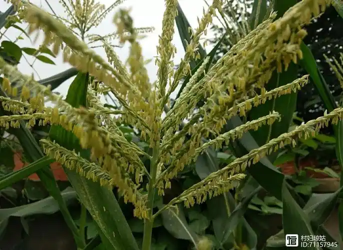 分枝繁多的天花这些多余的天花完全可以拔掉,等玉米授粉完毕,再剪去