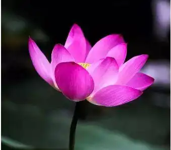 80后头像荷花平安一生