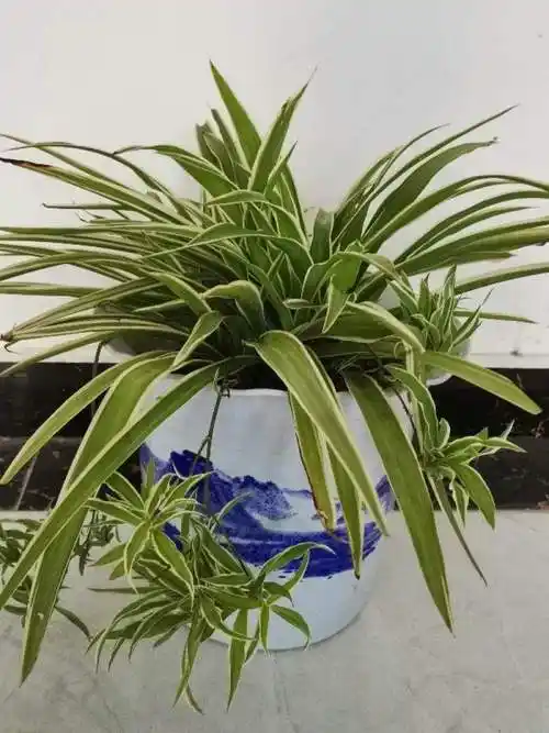 金边吊兰怎么养长得好