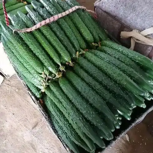 云南农家新鲜现采摘菜黄瓜天然应季蔬菜黄瓜脆嫩刺绿黄瓜5斤装新鲜现