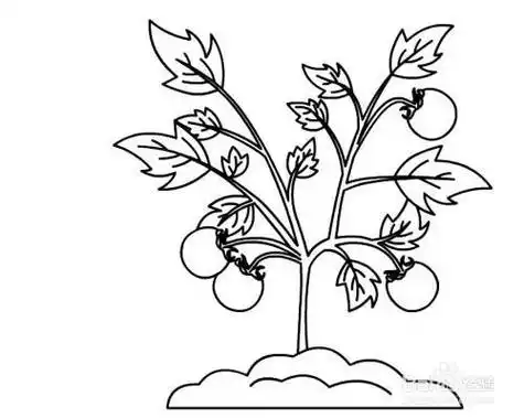 画-红豆饭小学生简笔画大全简笔画好吃的西红柿3简笔画西红柿苗带果