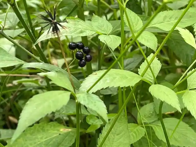 这个是龙葵果嘛