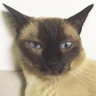 看关关不屑的眼神