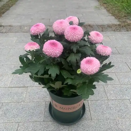 荷兰菊乒乓菊千头菊花苗盆栽室内阳台多年生植物耐寒耐热花卉包邮