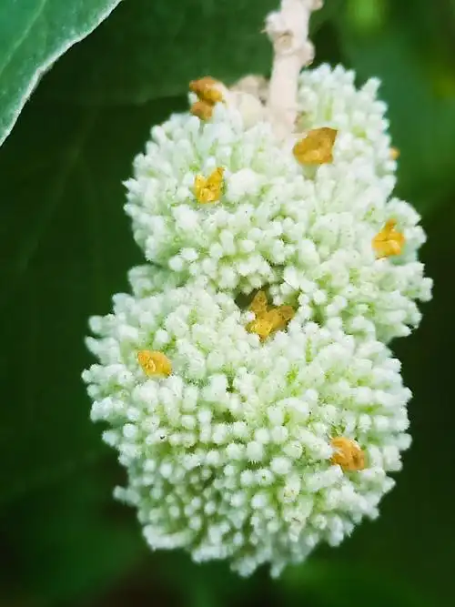 白鹤草,又名白背叶,叶下白,白背木,白背娘,白朴树,白帽顶,为大戟科