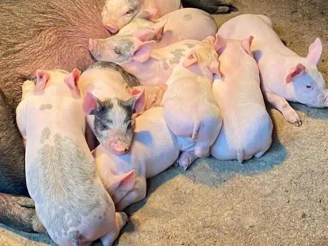 李德成家的猪圈极为干净,小猪长势良好几年间,猪舍扩了又扩,规模翻了