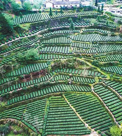 数百名碧螺春女跨省"淘金"这样