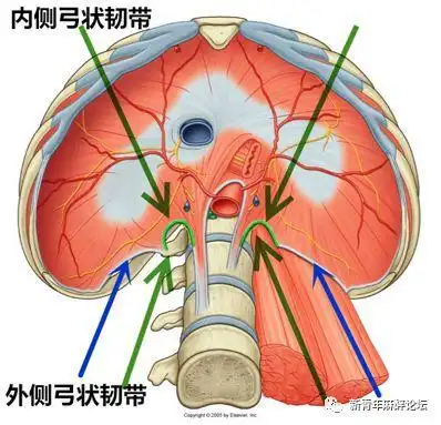 蓝色箭: 外侧弓状韧带,绿色箭: 内侧弓状韧带