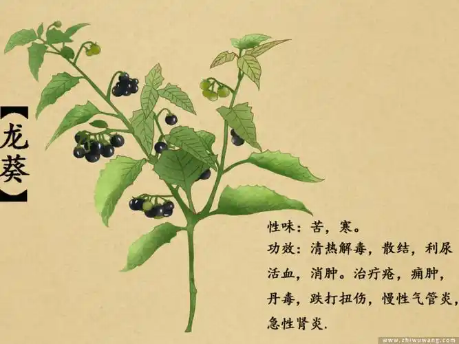 身边常见药用植物