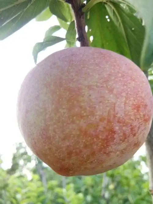 秋姬李子 50mm以上