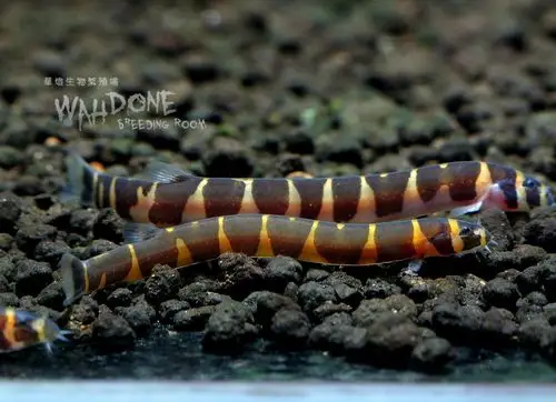 蛇仔鱼 (苦力泥鳅)