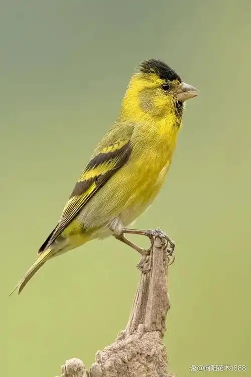 教你黄雀怎么喂养