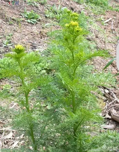 家乡有种常见的草一一咪咪蒿