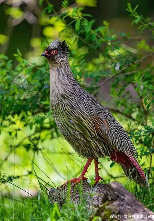 青藏高原上的"红脚鸡",时而素颜出镜,外形之美犹如天上来客