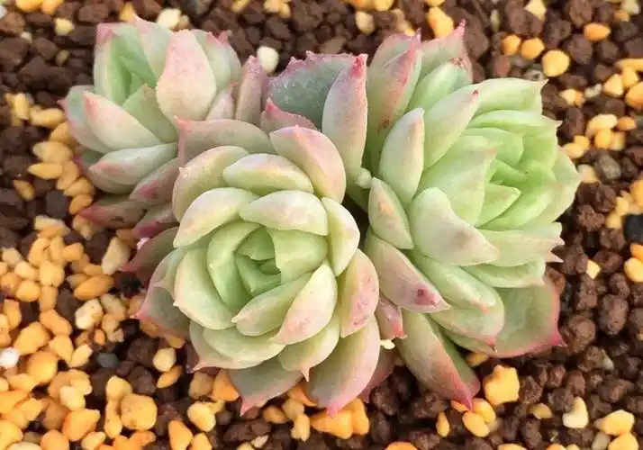 能养出果冻色更好,没状态也不丑的多肉酸橙辣椒,颜色清脆很清新