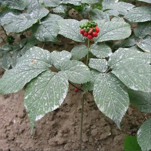 西洋参 原植物.jpg