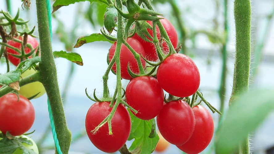 南雄樱桃小番茄清甜可口销售走俏