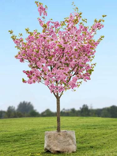 日本樱花树苗庭院景观绿化苗木耐寒重瓣樱花苗南北方种植开花花卉