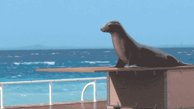 南美海狮全球巡演到周口啦!快来免费领取门票!