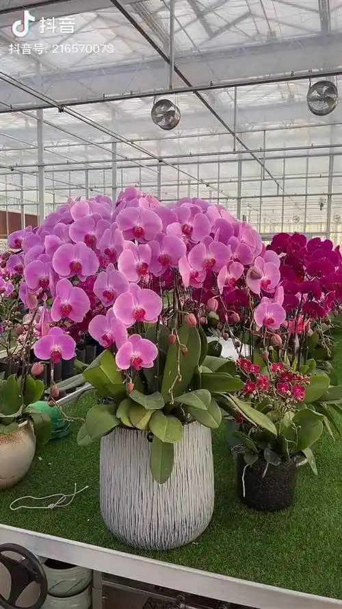 小时光蝴蝶兰年宵花抖音热门