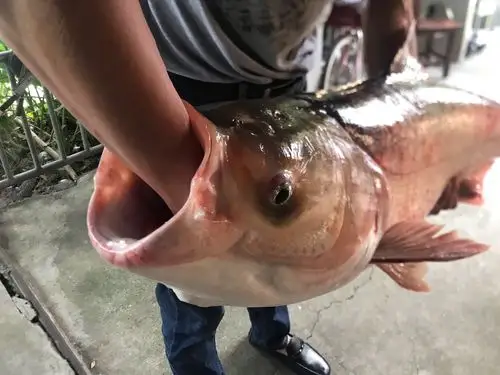 四十几斤多的大头鱼