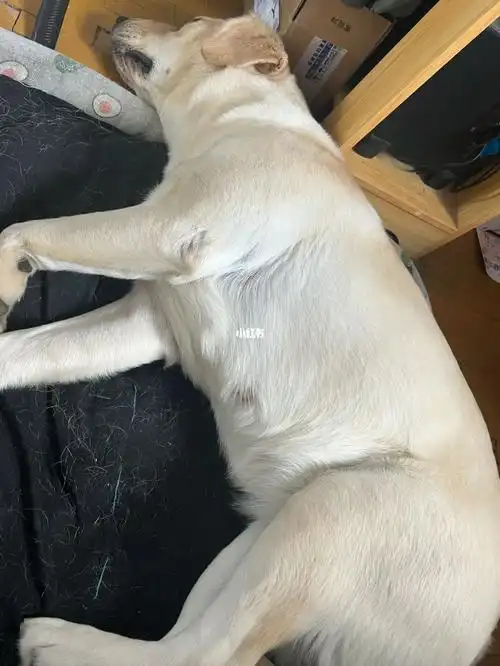 拉布拉多怀孕了