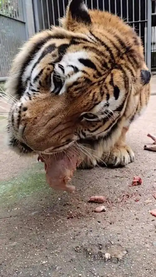 这大老虎吃肉,你们大家看看,真香啊!