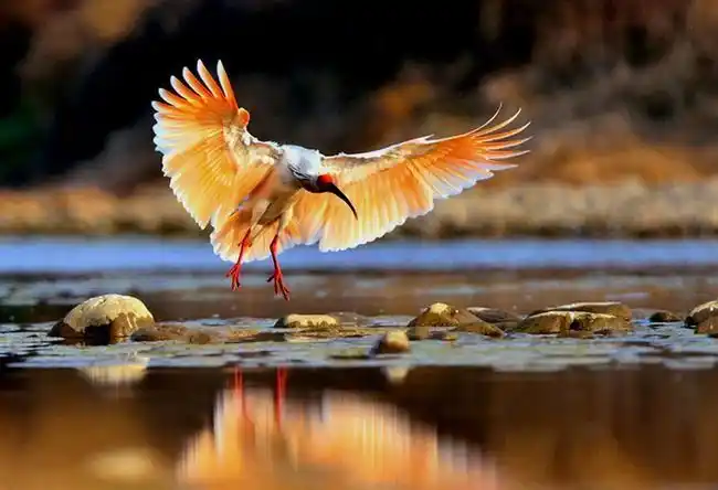 网易朱鹮珍稀程度堪比大熊猫被发现时仅7只为啥没被选为国鸟