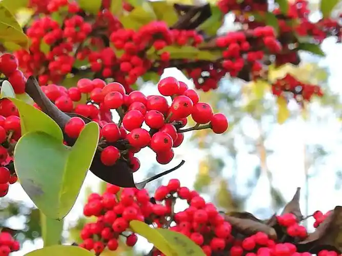 红果 冬青[感恩有你]