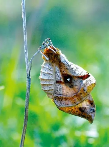 尊贵丁目天蚕蛾摄于重庆黄安坝