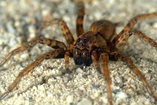 狼蛛的小知识,快来了解一下啊!
