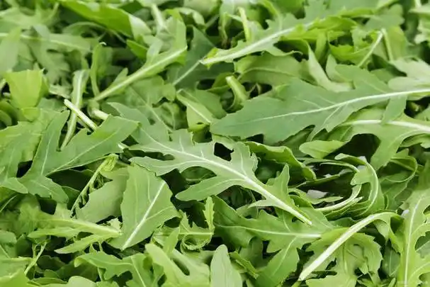 一般来说,人们对于苦味的食物总是有着难以名状的抵抗感,这种味道似乎