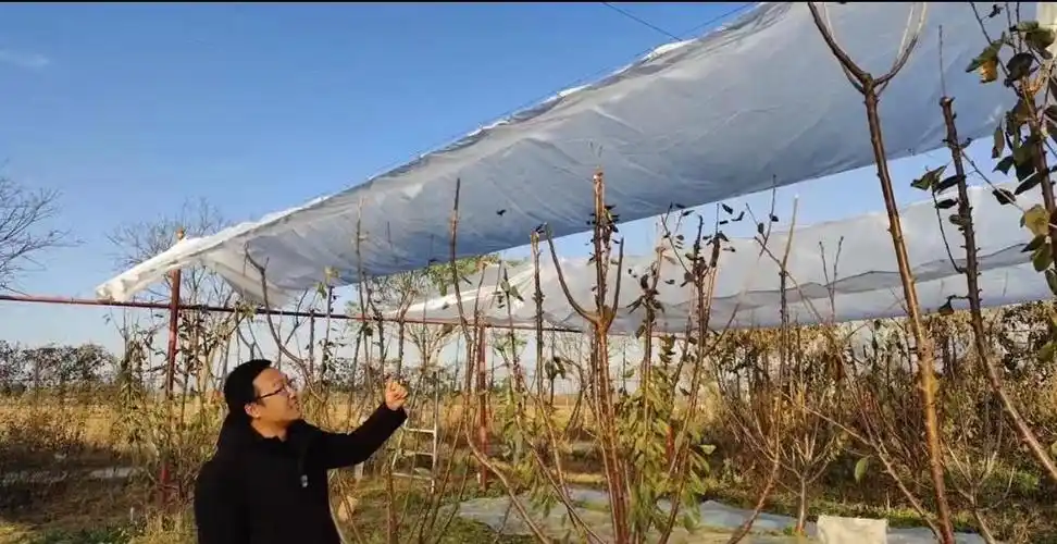 小哥种葡萄建自动伸缩避雨棚,一亩投资300一年多挣5000,啥样|陈凯