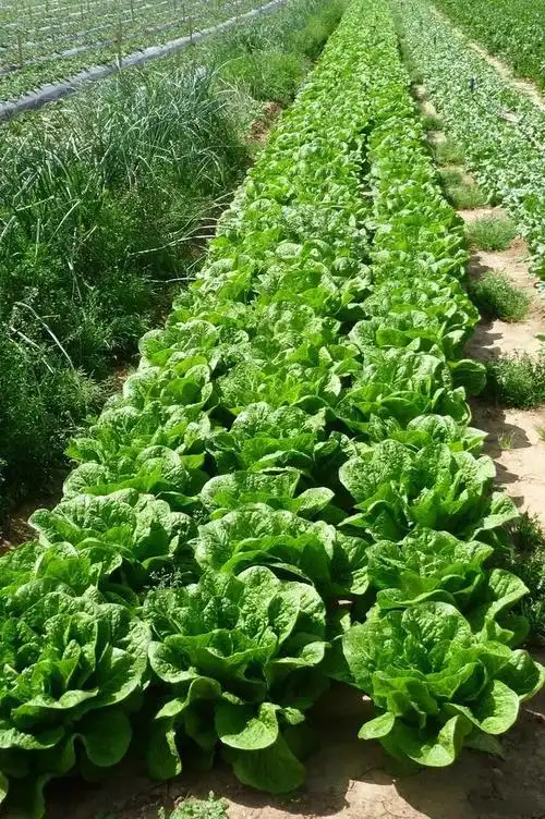 十一月适合种的蔬菜冬天也不会冻